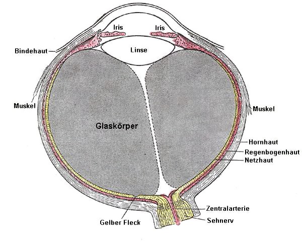 Grafik Auge