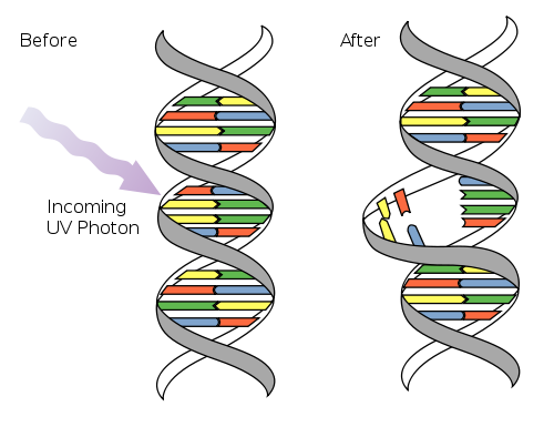 dna uv mutation